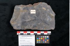 Foto (Objekt + Etikett) von Cupanites novae zeelandiae Ettingshausen (NHMW-GEO-2024-0188-10256)